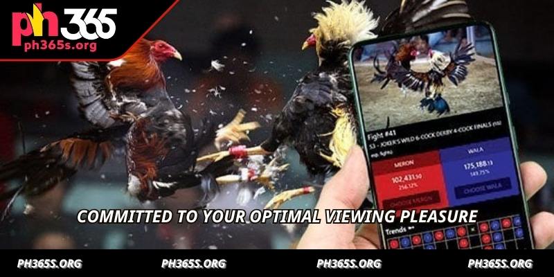 Sabong Arena Live Stream - Unrivaled Action With PH365