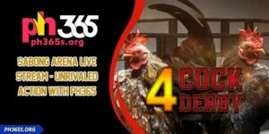 Sabong Arena Live Stream - Unrivaled Action With PH365