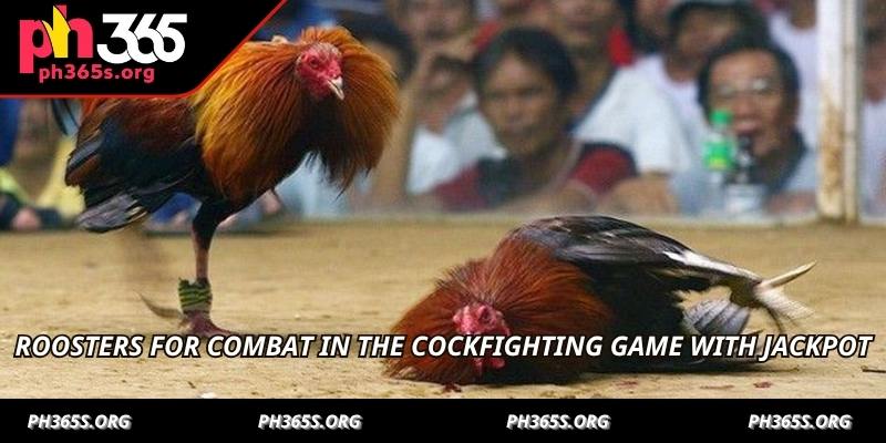 Cockfighting Game With Jackpot - An Exciting Experience