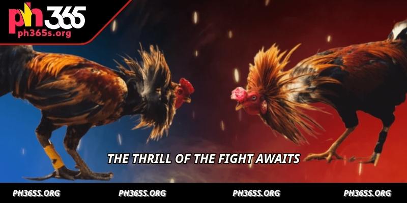 Sabong C1 Unleashed - Your Ultimate Guide To Betting On PH365