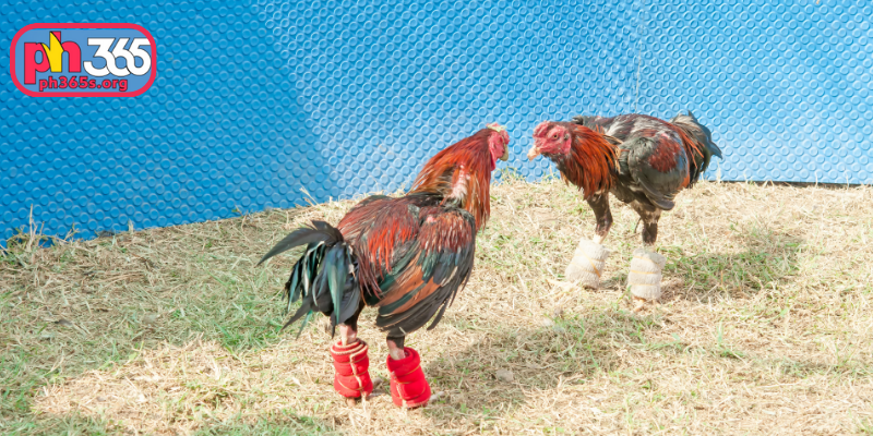Advanced tactics for experienced cockfighting game app players