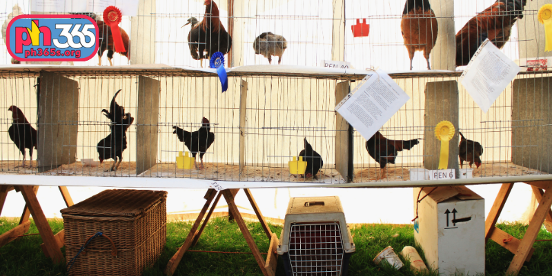 Core strategies for using cockfighting game app