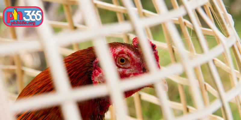Why cockfighting game app is popular among Filipinos