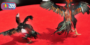 cockfighting game app